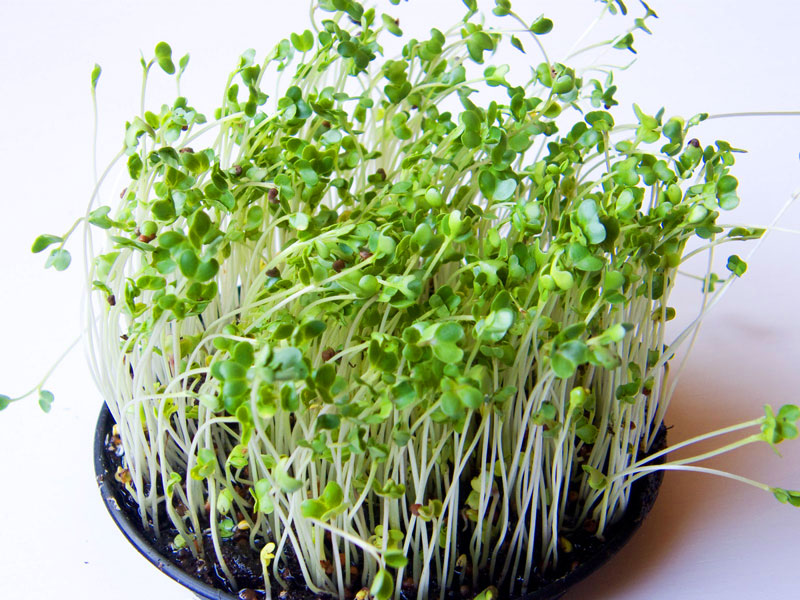 Benefits of Eating Sprouts