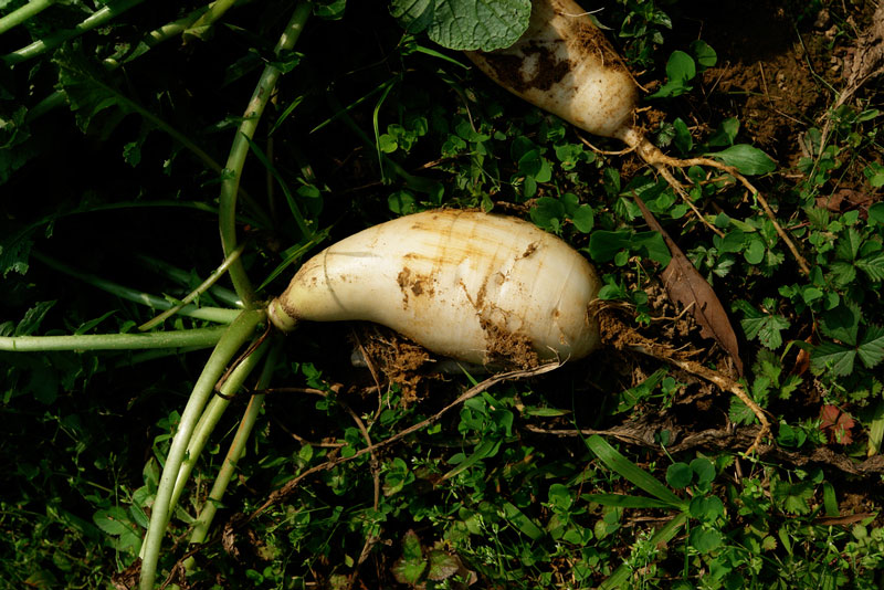 Daikon Radish Benefits