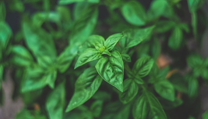 What Is Holy Basil
