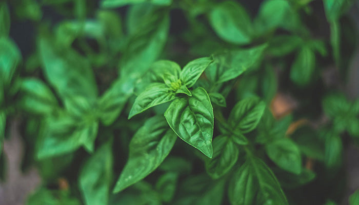 Benefits of Holy Basil & Why It is A Superherb