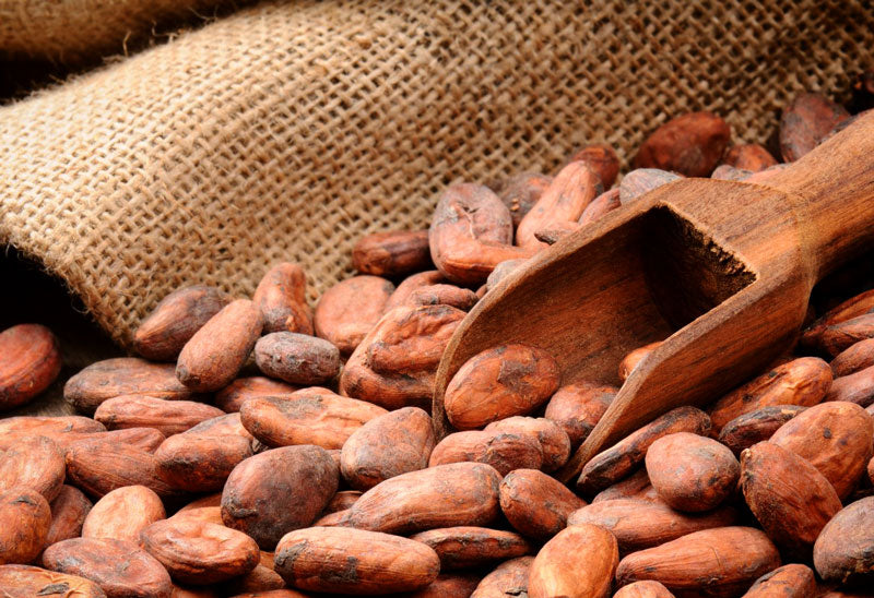 Raw Cacao: the "Food of the Gods"