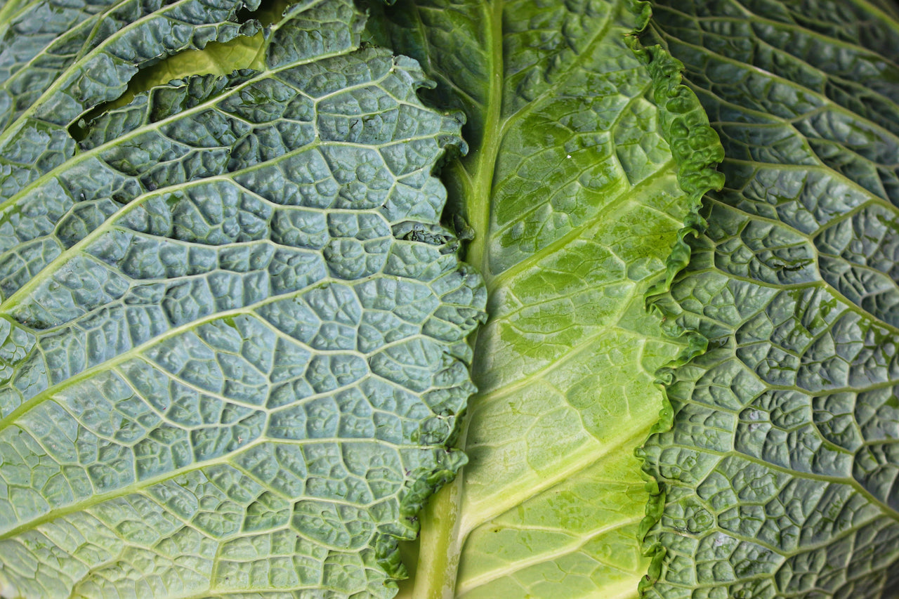 Leafy green kale