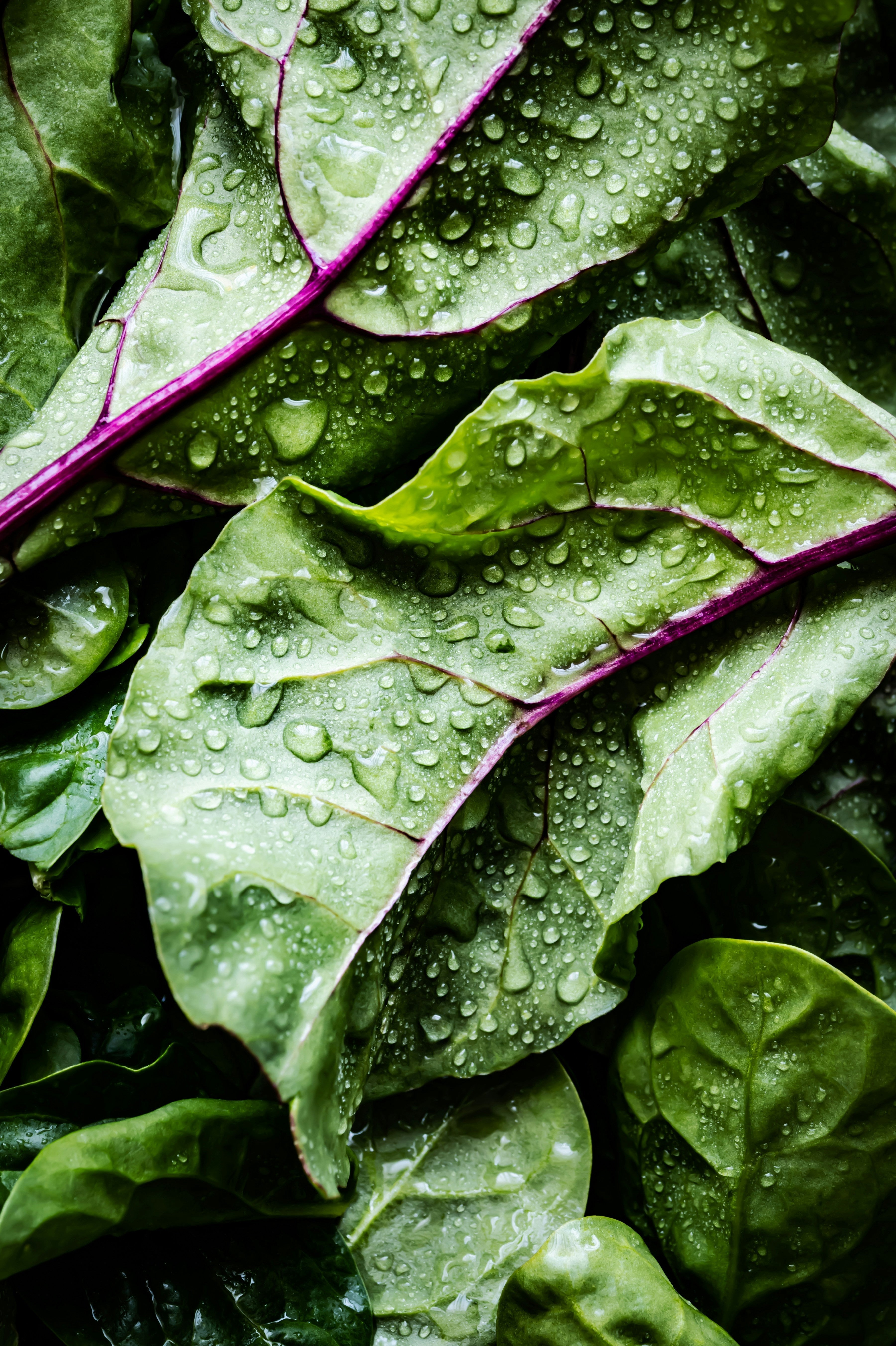 Four Fresh and Flavorful Summer Salad Recipes - Sprout Living